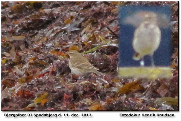 Bjergpiber med ring ved Spodsbjerg havn fotograferet af Henrik Knudsen