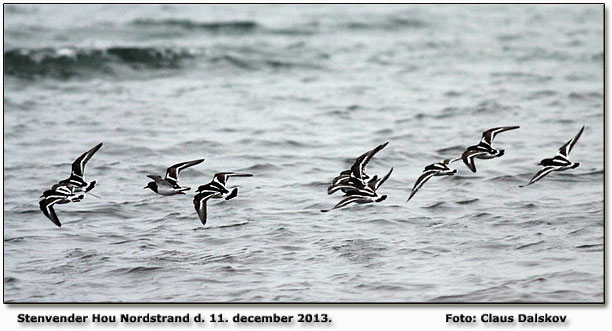 Stenvender Hou Nordstrand     Foto: Claus Dalskov