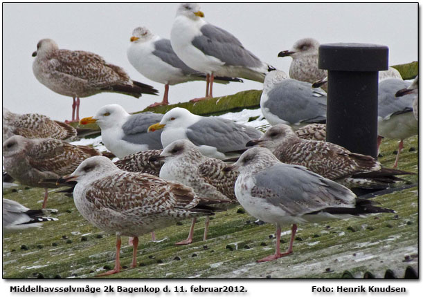 Middelhavsslvmge 2k Bagenkop 11.2-2012-2. Du kan sge p billedet efter Hugo! Dobbeltklik nr du har fundet den ;-) Foto Henrik Knudsen