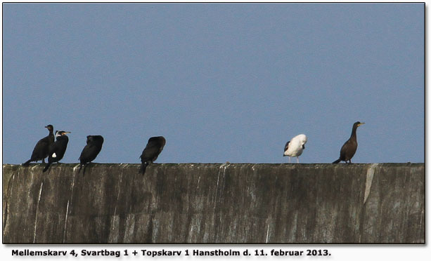 Skarver Hanstholm februar 2013