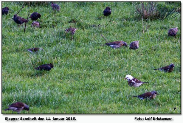 Leucistisk sjagger ved Sandholt sammen med Sjagger og stre. Foto: Leif Kristensen