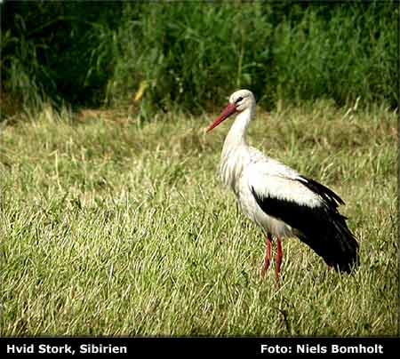 Hvid stork ved Hundstrup