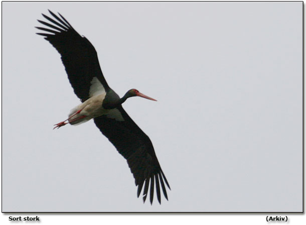 Sort stork