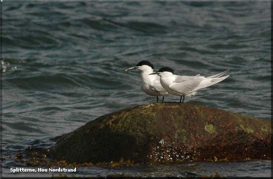 Splitterner