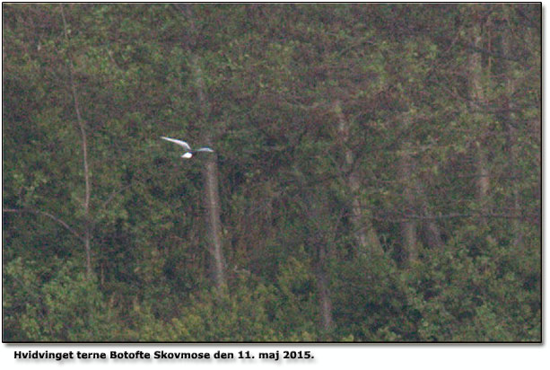 Hvidvinget terne Botofte Skovmose Foto: Claus Dalskov