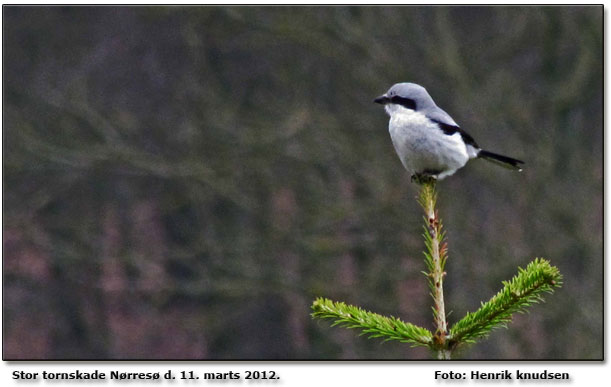 Stor tornskade ved Nrres. Foto: Henrik Knudsen