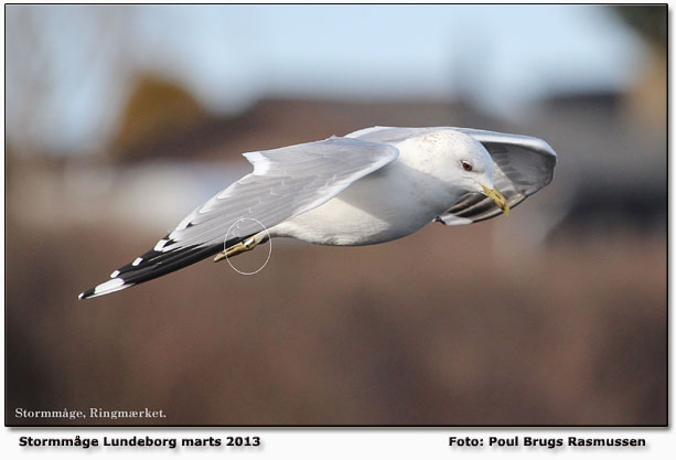 Ringmrket Stormmge (ikke aflst) Lundeborg Foto: Poul Brugs Rasmussen