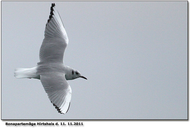 Bonapartemge AD Hirtshals havn d. 11. november 2011.