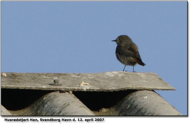 Husrdstjert sang hele dagen p havnen ved Svendborg, hrt kl 7:40 og 15:10