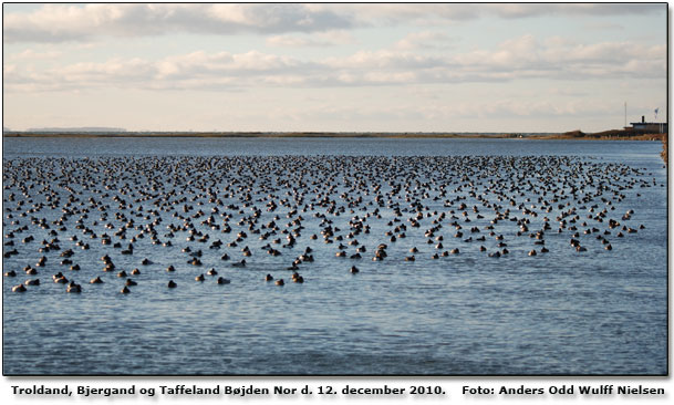 En lille del af de Trold-, Bjerg- og Taffelnder, der opholdt sig i Bjden Nor, dagen i dag. Foto: . Anders Odd Wulff Nielsen 