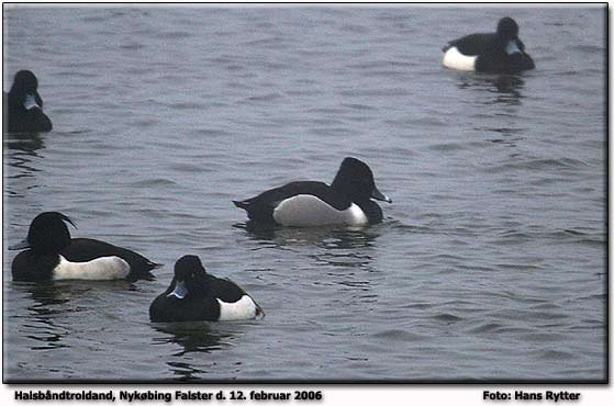 Dagens and fra naboen.             Foto: Hans Rytter