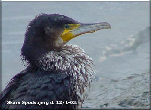 Skarv Havnen Spodsbjerg, Langeland