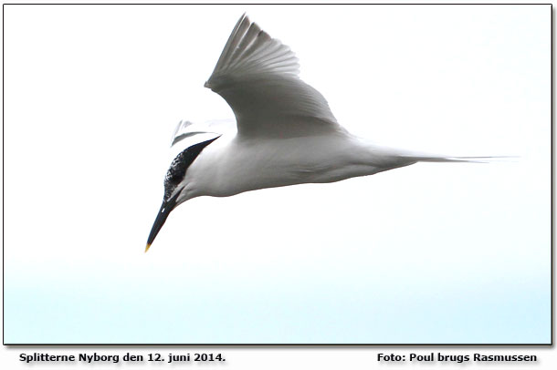 Splitterne Foto: Poul Brugs Rasmussen