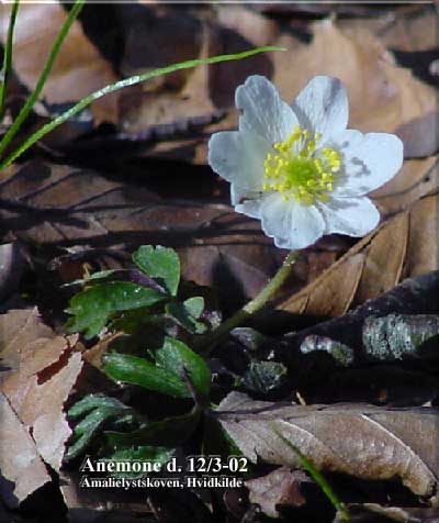 Anemone 12/3-2002.