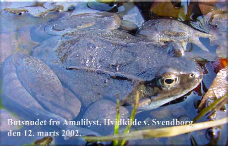 Han af Butsnudet fr Amalielystskoven, Hvidkilde ved Svendborg den 12. marts 2002