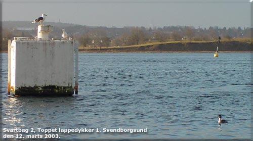 Ved roklubben Svendborgsund