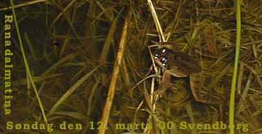 Springfr han (Rana dalmatina) fotograferet den 12. marts 2000. EE-foto. 