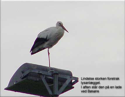 Sandsynligvis samme stork som stod ved Lindelse befinder sig ved Bøsøre den 12. november 2002.
