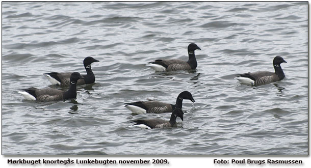 Mrkbuget knortegs Lunkebugten     Foto: Poul Brugs