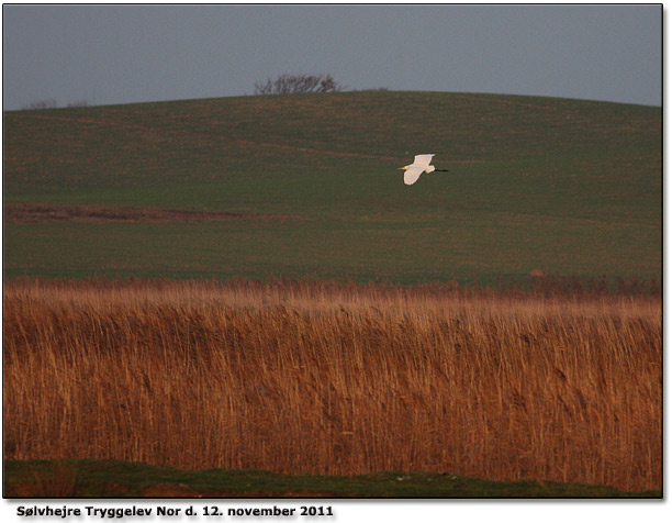 1 af 2 Slvhejrer Tryggelev Nor d. 12. november 2011.