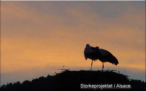 Storkeprojektet Alsace - brug billedet som link