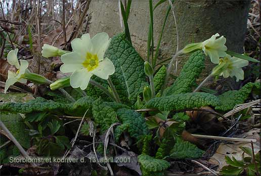 Storblomstret kodriver, Konabbe-skov. den 13. april 2001