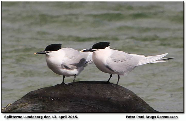 Splitterner p plads ved Lundeborg. Foto: Poul Brugs Rasmussen