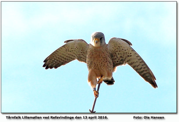 Ringmærket tårnfalk        Foto: Ole Hansen