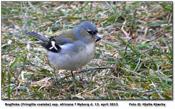 Bogfinke  (Fringilla coelebs) ssp. africana? Foto: Hjalte Kjrby