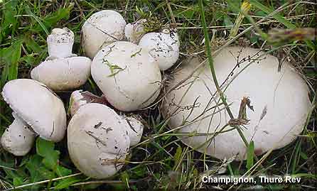 Champignon