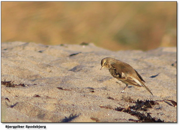 BjergpiberSpodsbjerg (arkivfoto fra november 2013)