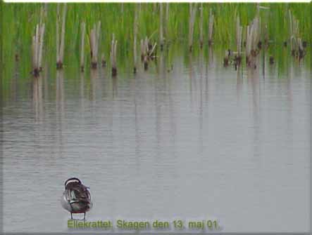 Atling and han Ellekrattet Skagen den 13. maj 01