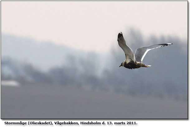 Endnu en olieskadet fugl fra Hindsholm!