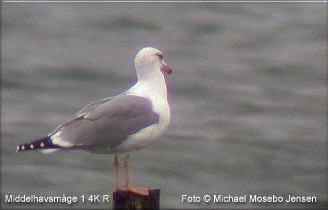 Middelhavsmgen er fotograferet af Michael Mosebo den 9. november ved Bagenkop