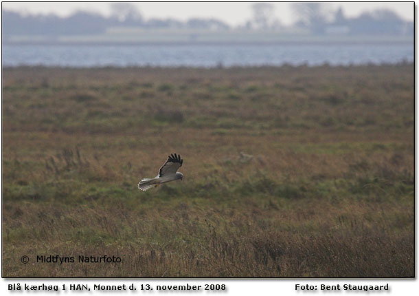 Flot Bl krhg fouragerer p Monnet d. 13. november 2008. Foto Bent Staugaard - www.Midtfyns Naturfoto.dk