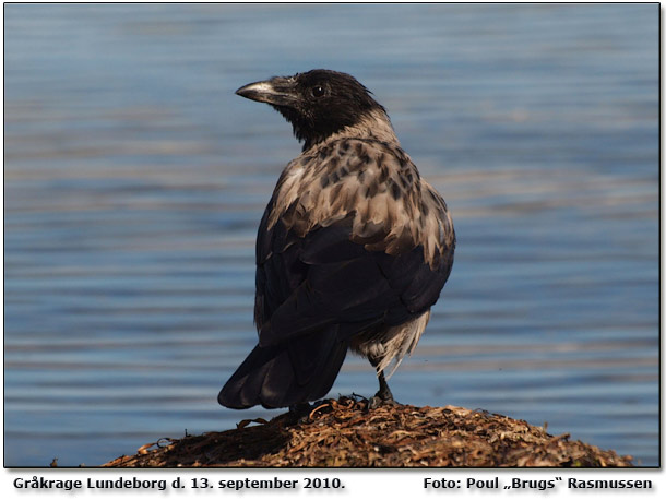 Grkrage ved Tange . Foto: Poul Brugs Rasmussen