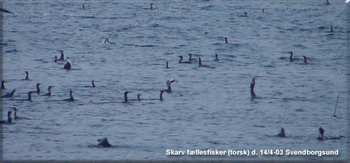 Flere skraver med torskesfangst