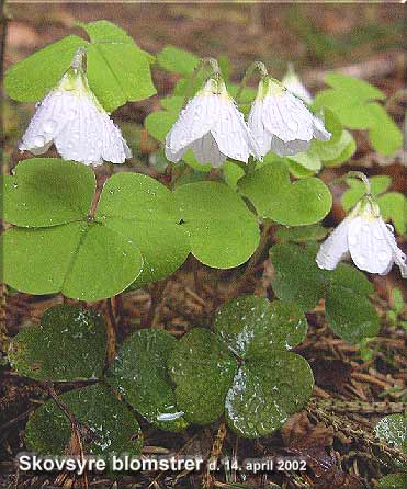 Skovsyre blomstrer lige nu