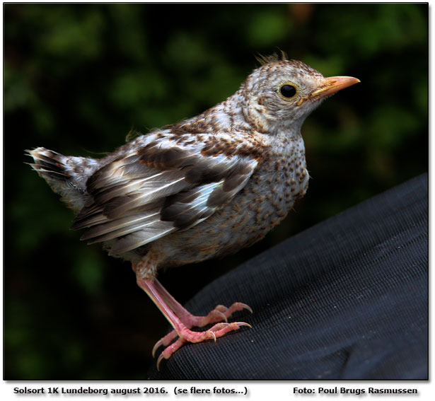 Leucistisk solsort            Foto: Poul Brugs Rasmussen