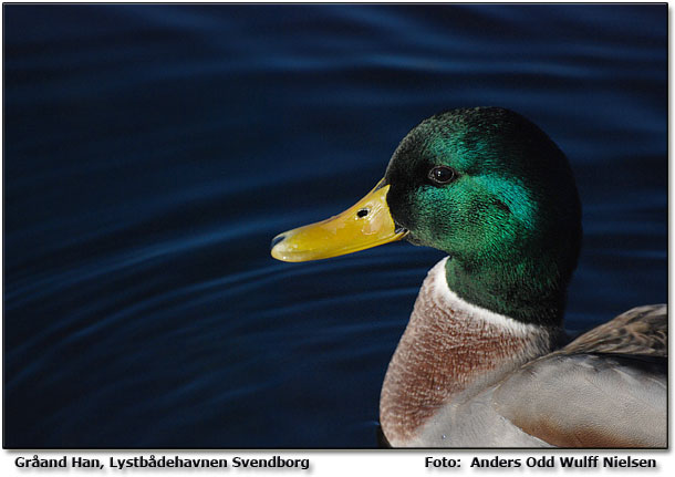 Grand Han Svendborg Lystbdehavn          Foto: Anders Odd Wulff Nielsen