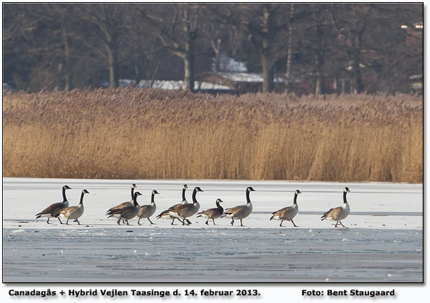 Foto: Bent Staugaard