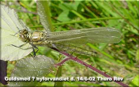 Nyforvandlet guldsmed på underside af Brombær, Østerskov Thurø den 14. juni 02 