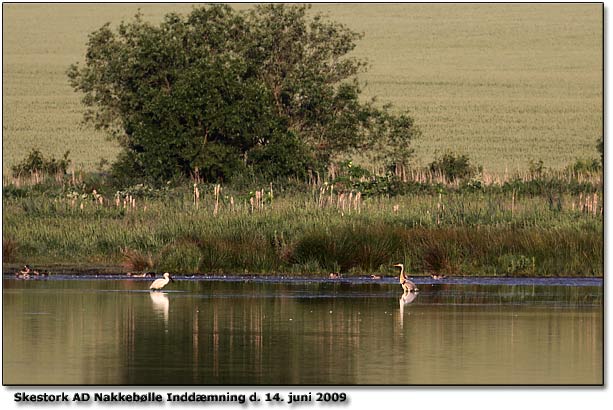 Skestork + Fiskehejre og Knarnder Nakkeblle Inddmning d. 14. juni 09