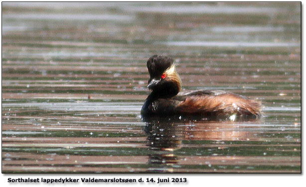 Sorthalset lappedykker Valdemarslotsen