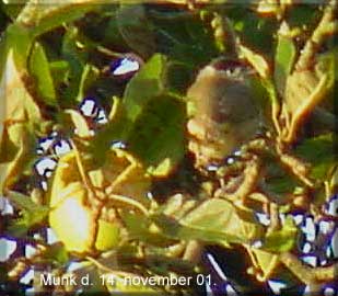 Munk spiser æble i haven den 14. november 01