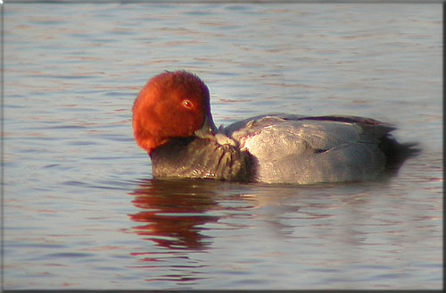 Taffeland han - Vejeln Taasinge (Arkiv 12. nov 03)