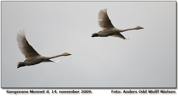 Sangsvaner overflyvende Foto: Anders Odd Wulff Nielsen