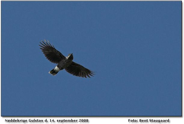 Nddekrige overflyvende ved P-pladsen Gulstav Foto: Bent Staugaard