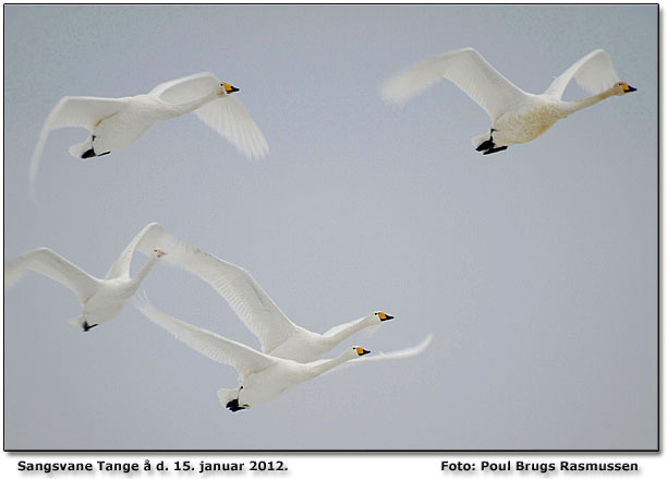 Overflyvende sangsvaner Foto: Poul Brugs Rasmussen