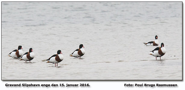 Gravand Foto: Poul Brugs Rasmussen